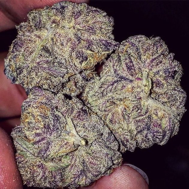 _StonersRUs_'s tweet photo. Blueberry Cookies 🫐🍪😍🔥

#StonerFam #Mmemberville #WeedLovers #CannabisCommunity https://t.co/WJajrDl9JX