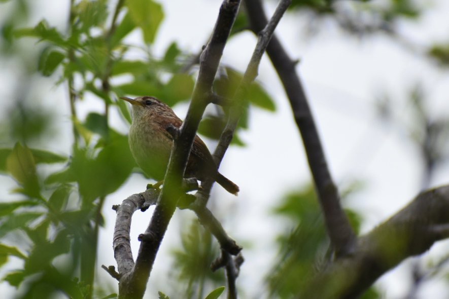 Ĉi tiu eta birdo (Troglodito) estas unu de la plej malgrandaj birdoj en mia familia-ĝardeno. Tamen ĝi estas la plej laŭte. 
#birdoj 
#nikonphotography