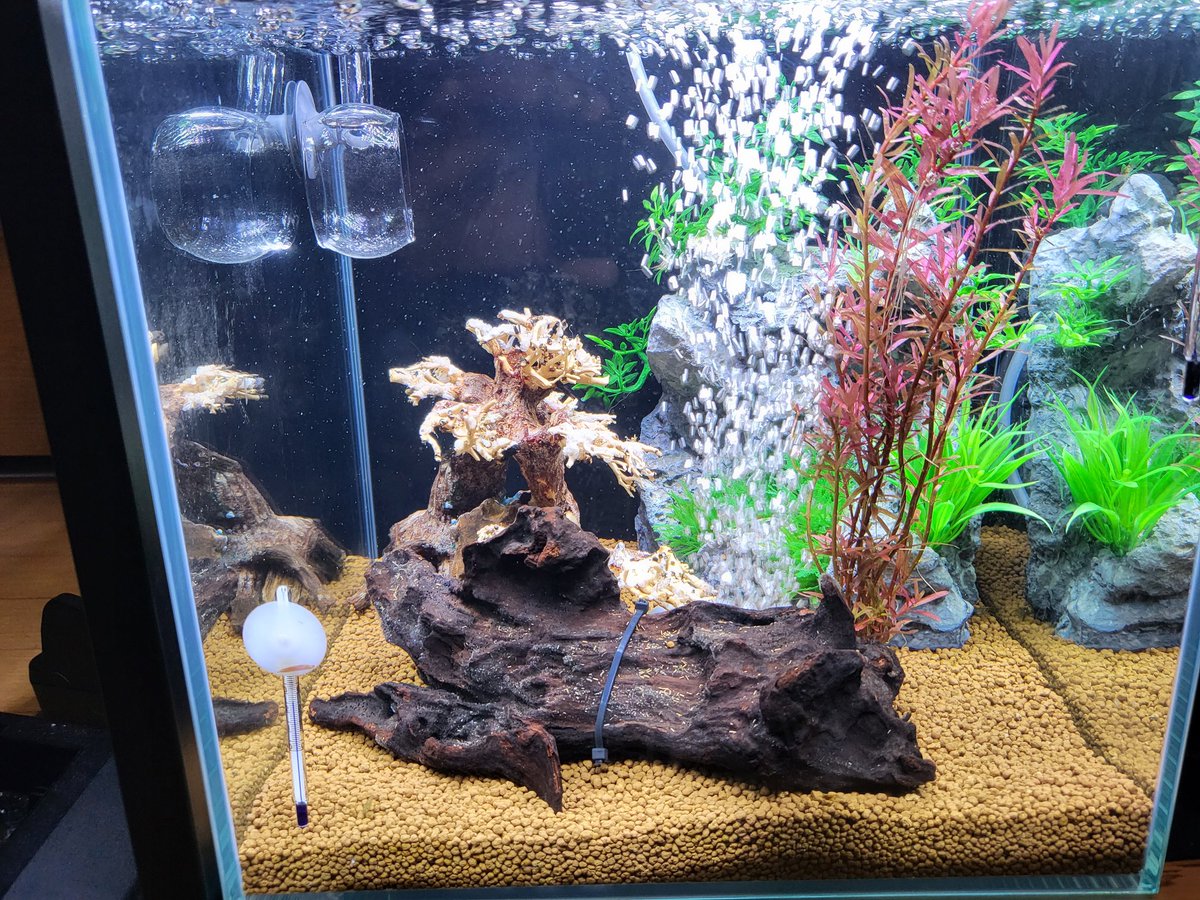 玄関水槽、
当面の間、シンプルにこのままで行こうと思います。