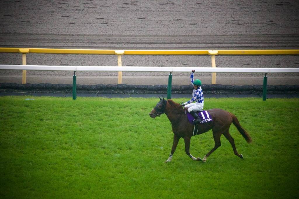 2023/05/07 東京競馬場
NHKマイルカップ (GⅠ)

#シャンパンカラー #内田博幸 #内田博幸騎手 #jra #horse #horseracing #horseracingphotography #racehorses # instagr.am/p/Cr8Vcb8vfRJ/