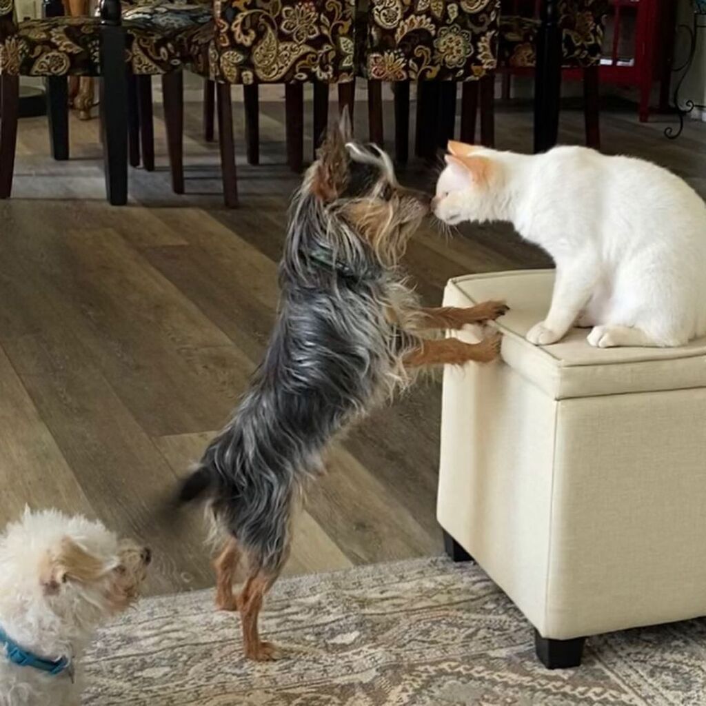 Caitec_inc's tweet photo. It was love at first boop. ❤️ 🐾 #Caitec 

[via Instagram | @russell.rory.rustln.roundup] https://t.co/0Vn9uzZGU3 https://t.co/tGct7cuzF9