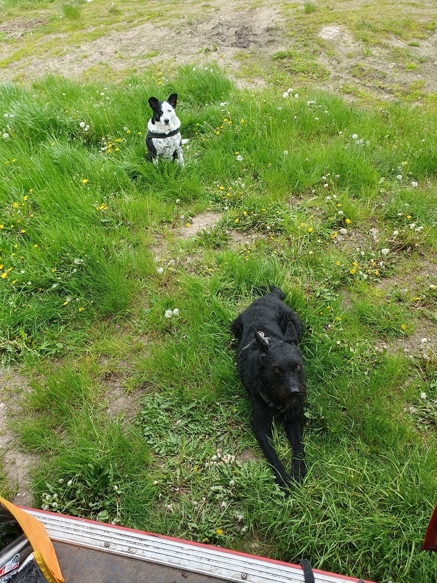 bachblatt's tweet image. Dinner for 3 🥰

#vanlife #cookingfordogs