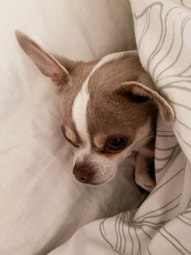 I'm ready for my afternoon nap 😴 #dogsoftwitter #sundayvibes #ZSHQ #chisquad