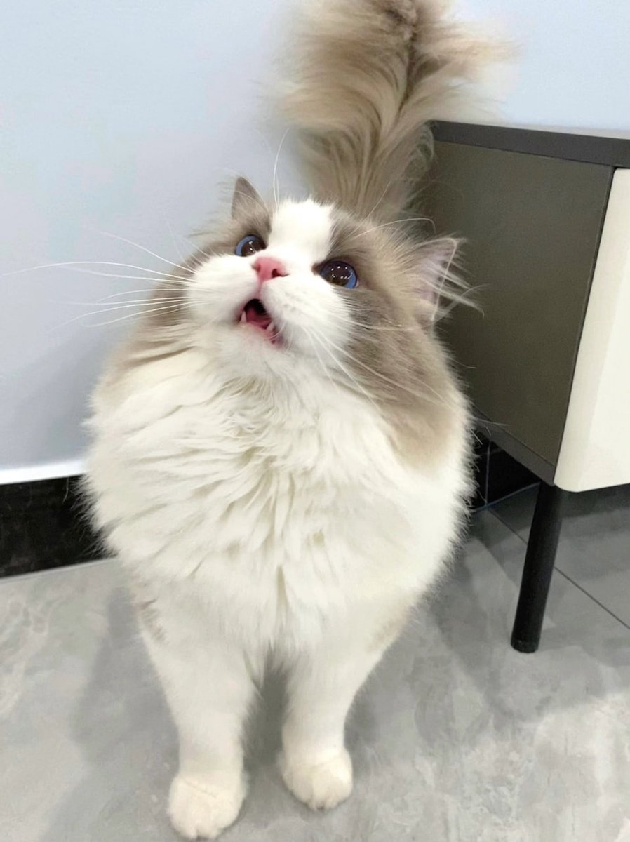 Kittens will raise their tails when they see someone they like 😆