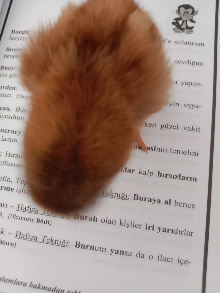 İng çalışıyorum ikide bir kitabın üstüne atlıyor çalışmama engel oluyor arkadaşlar