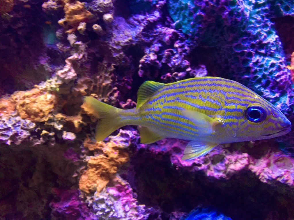 MitchandMarcy's tweet photo. @DailyPicTheme2 A delightfully colorful resident of a nearby #aquarium colorfully glides by; A vivid #UNDERwater #fishscape that caught our eye.
π πΈ #mitchandmarcyphotos
#DailyPictureTheme #fish #FishTank #coral https://t.co/LvXNmWYjua