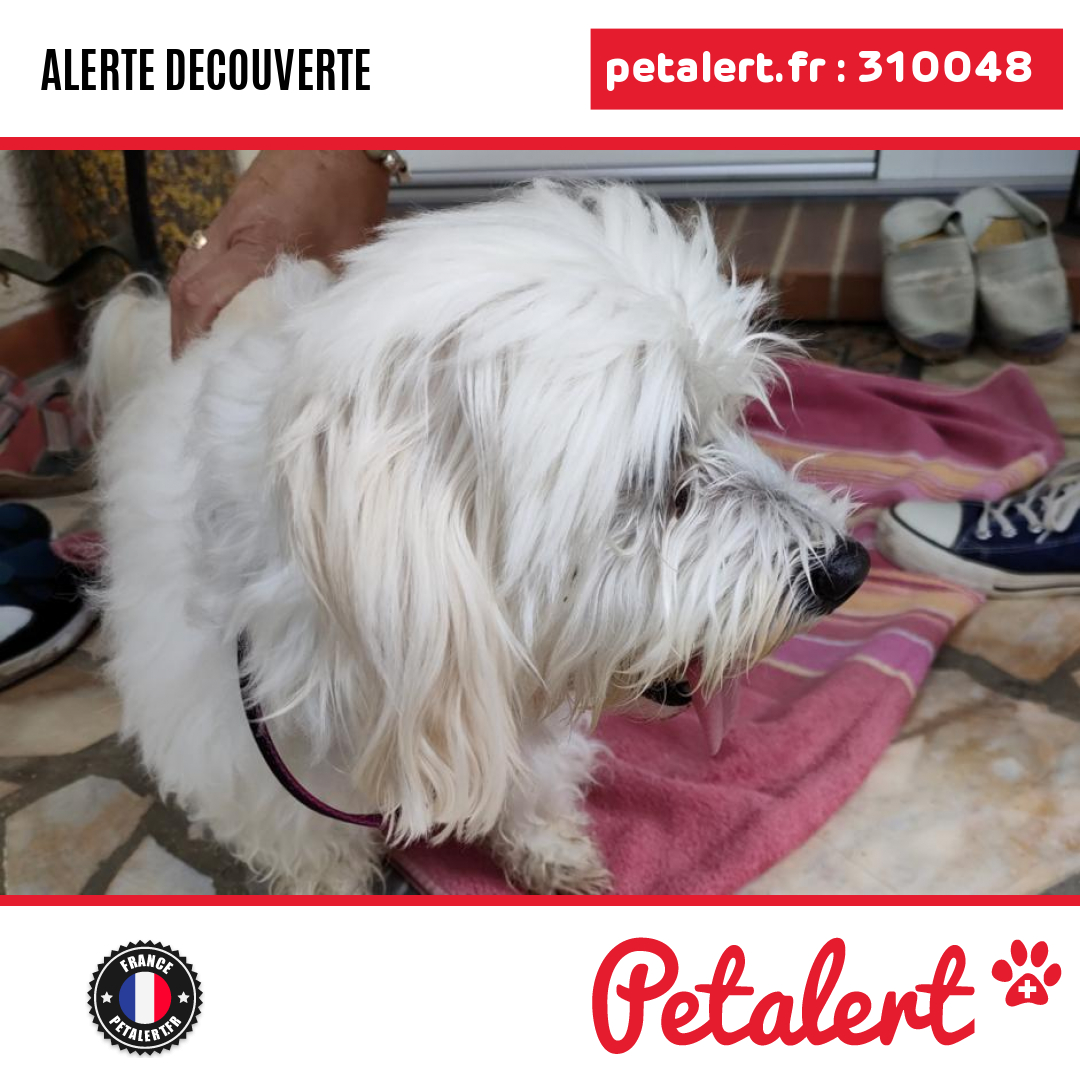 petalert_france's tweet photo. Trouvé #Chien #ValDOise #Meriel #Petalert  #PetAlert95 / https://t.co/TPepa7aFKZ https://t.co/wLjSPVohPF