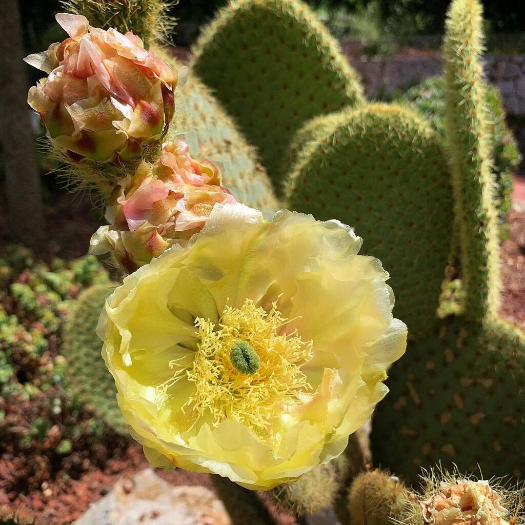 Opuntia scheeri is in flower in the bed behind the bandstand. This species has lovely large yellow flowers. It is native to NE Mexico. . . #alamedagardens #botanicgardens #gibraltar #cactus #cactuslover #succulents #succulove #cactaceae #opuntia #cactusf… instagr.am/p/Cr83PWEr2Ju/