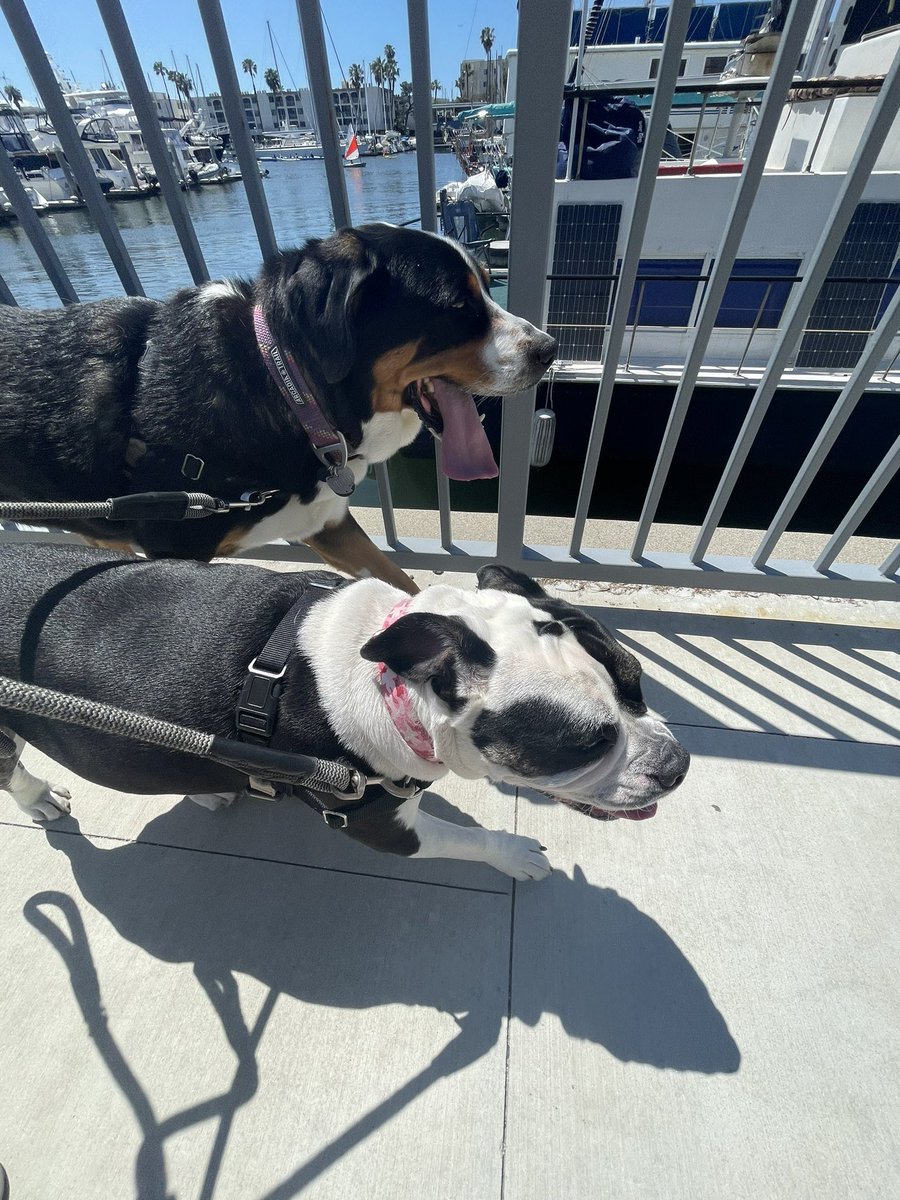 WillysClubhouse's tweet photo. Sunday walks hit different ☀️ 🐾 https://t.co/IngxEybzB1