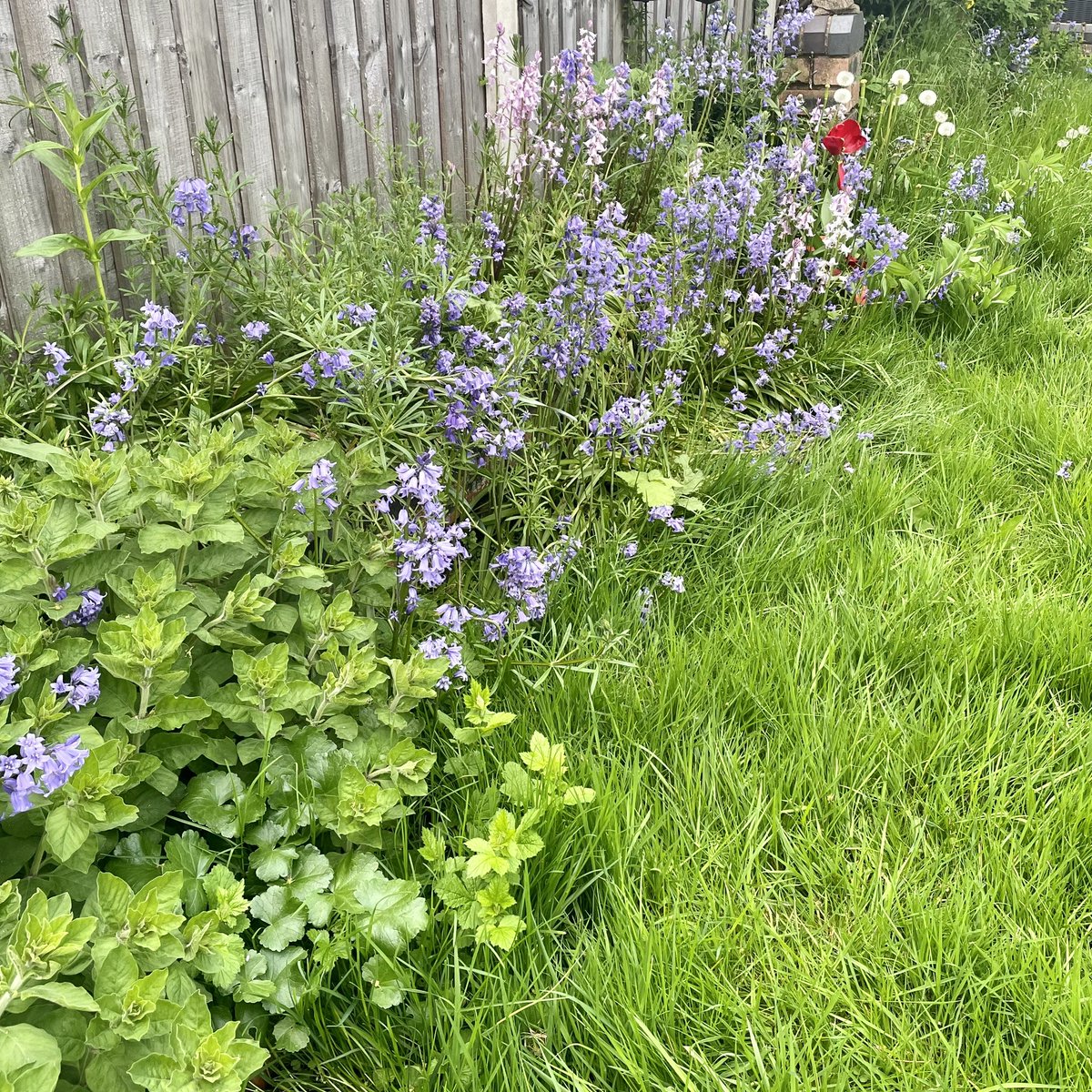 Shit gardener? #NoMowMay has you covered. Beautiful wildflowers, zero effort required.