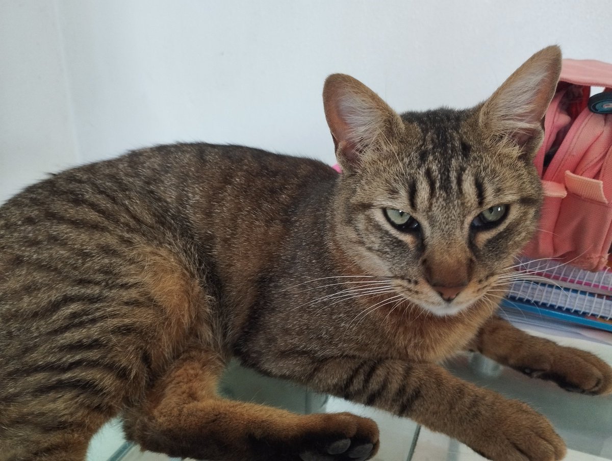 El es Harry. Su historia os la contaré otro día. Es un gatito muy dulce