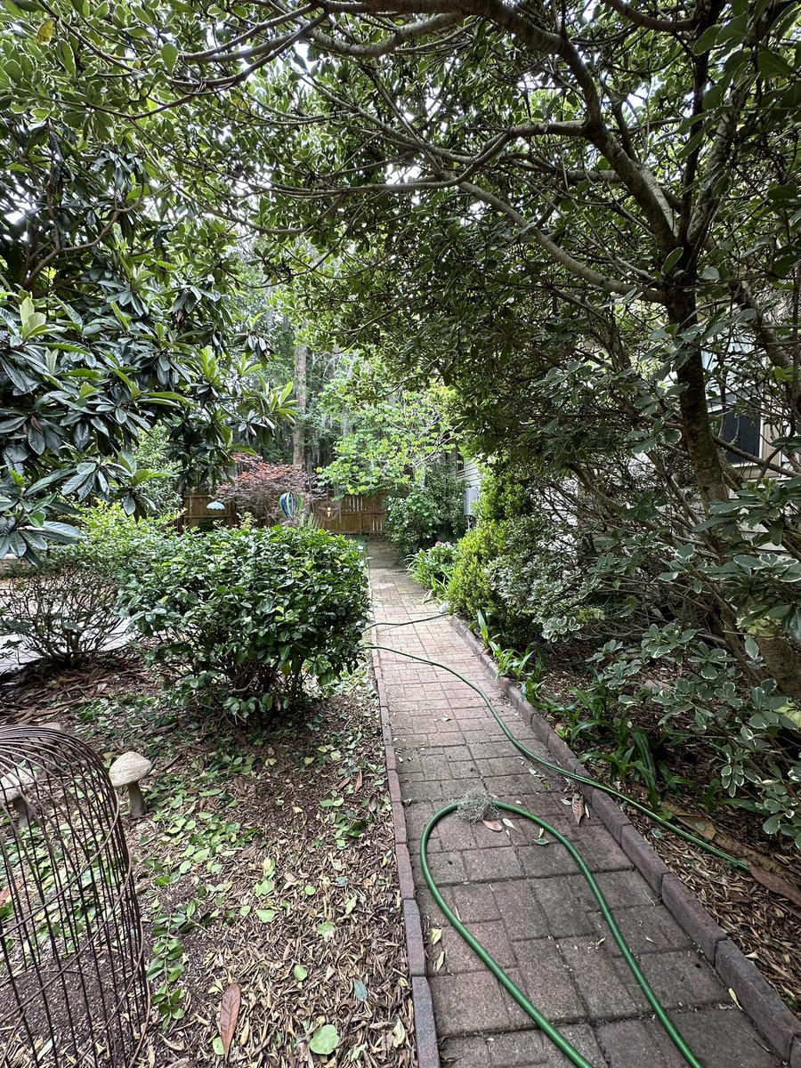 SkinnerPm's tweet image. Back area is looking slightly better. So much to do. I’ve been neglectful. The trick is there is no trick. Tend to your garden every day cuz the little daily good things are what makes a decent life, and, besides, grand gestures are for frauds.
