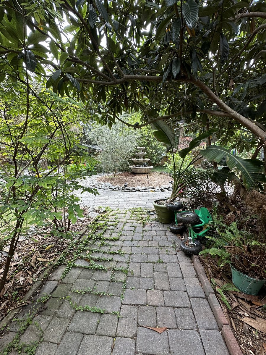 SkinnerPm's tweet image. Back area is looking slightly better. So much to do. I’ve been neglectful. The trick is there is no trick. Tend to your garden every day cuz the little daily good things are what makes a decent life, and, besides, grand gestures are for frauds.