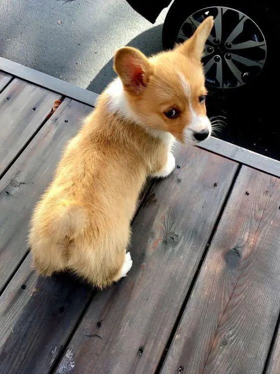 Corgi_Gang_'s tweet photo. #corgi #CorgiCrew #CorgiLover https://t.co/O3MCeNUGbC