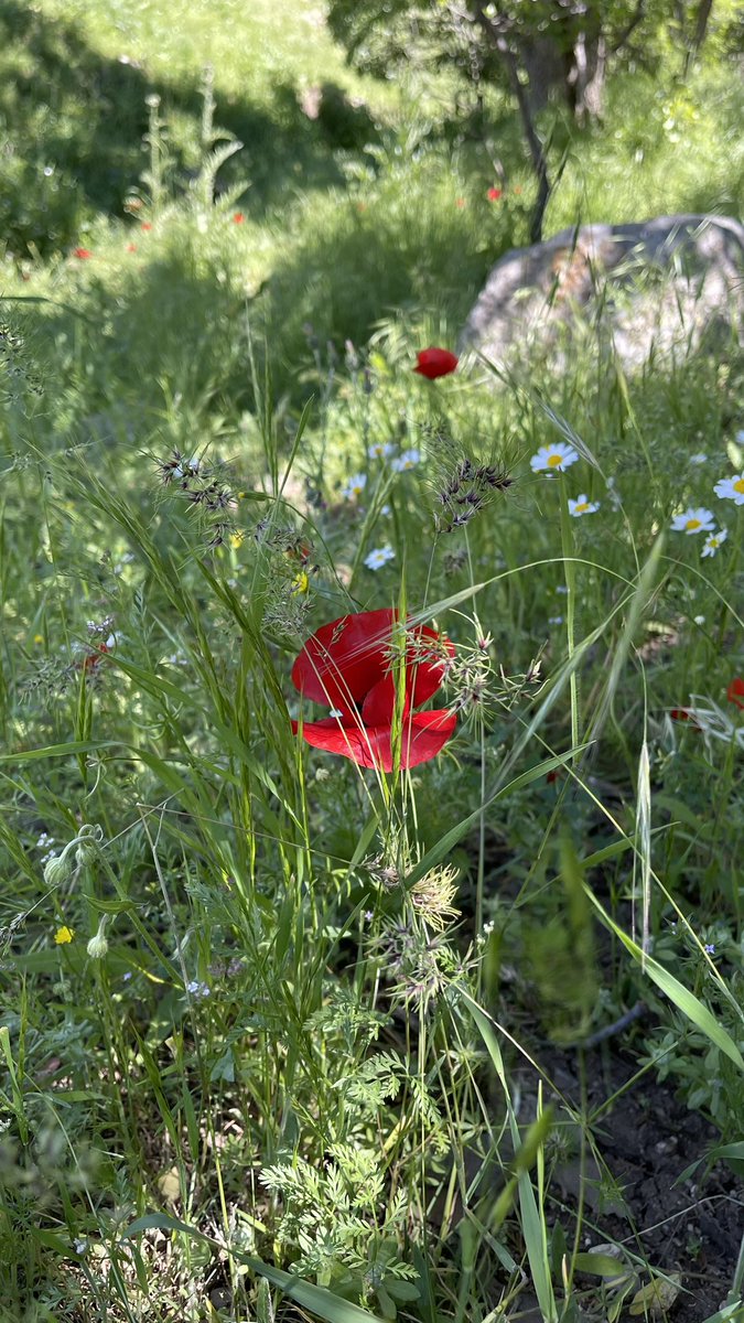 HalatHallat's tweet photo. بە سوورەکانیش هەندەک دەڵێن (گوڵاڵە سوورە) بەس ئەمە پێی دەڵێین (گوڵە ن��سان) https://t.co/C5oVTg9Xgd