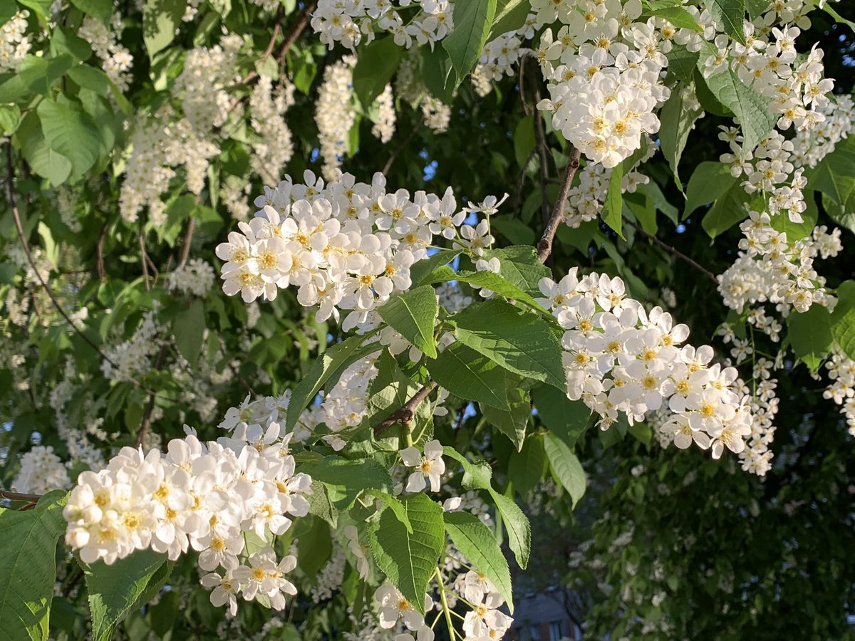 MMeistere's tweet image. #ieva #maijs