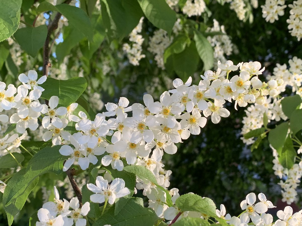 MMeistere's tweet image. #ieva #maijs