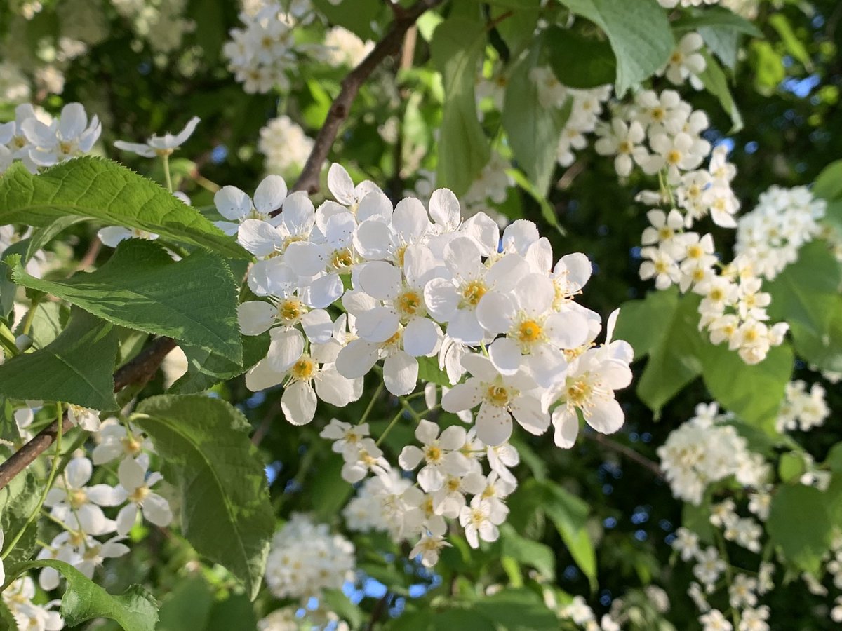 MMeistere's tweet image. #ieva #maijs