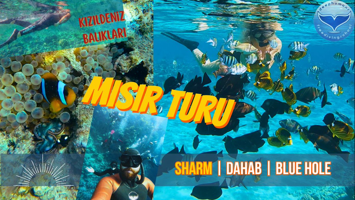 deephumansdive's tweet image. youtu.be/CB4tmadSZfU
Sharm videomuz yayında🐋🐋
#TuerkiyeSanaEmanet #bueyuekistanbulmitingi #Eurovision2023 #AtalantaJuventus #WOJAK #AtalantaJuventus