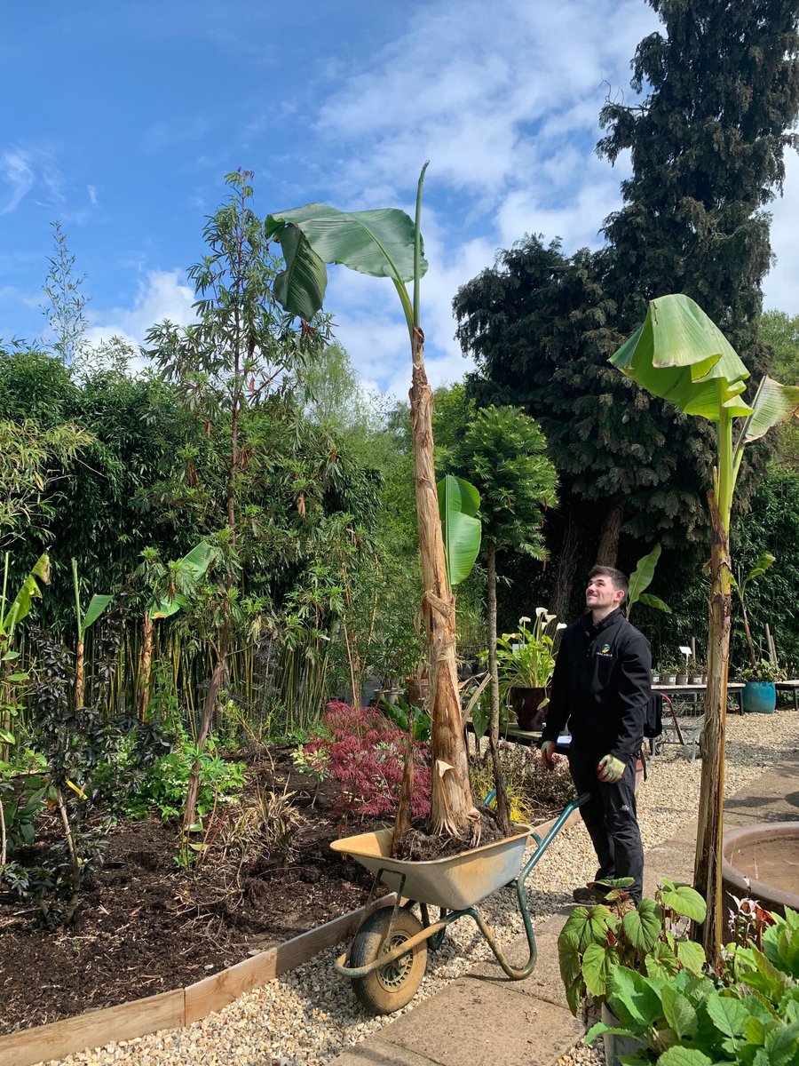 UrbanJungleNS's tweet photo. A case of ‘do as we say, not as we do!’ Bananas planted out today. They were just getting in the way. Don’t plant yours out till the end of May though.
#musabasjoo
#musasikkimensis
#stillariskoffrost https://t.co/D7ZjW70qZK
