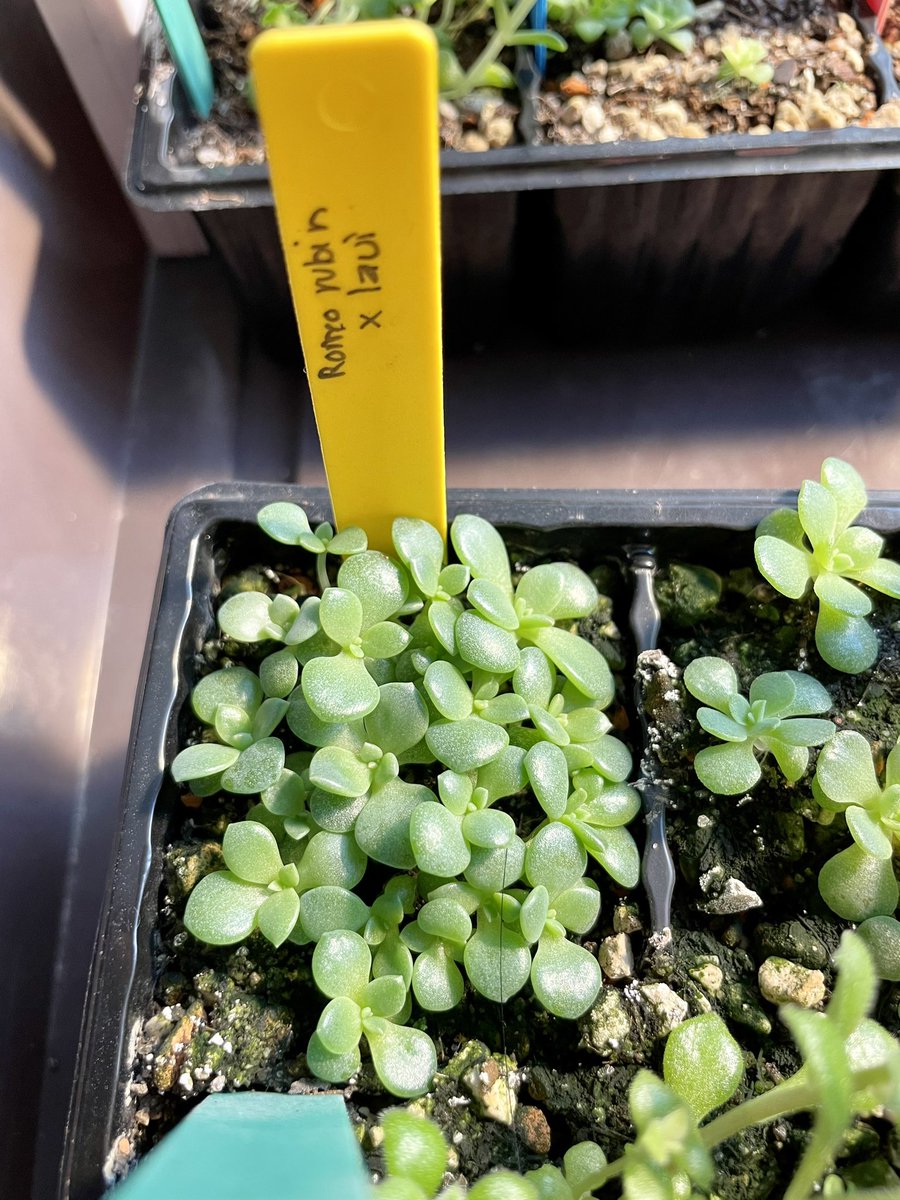 Un nuevo #domingodesemillero! Ya no sé en dónde más acomodarlos pero no puedo dejar de sembrar. Esta vez voy a intentar con semillas muy especiales 😏😏😏 y si me germinan les enseño. ¿Supersticioso? Puede ser 🤪😜😝 fotos de bebés en incubadora y las semillas misteriosas 🙏