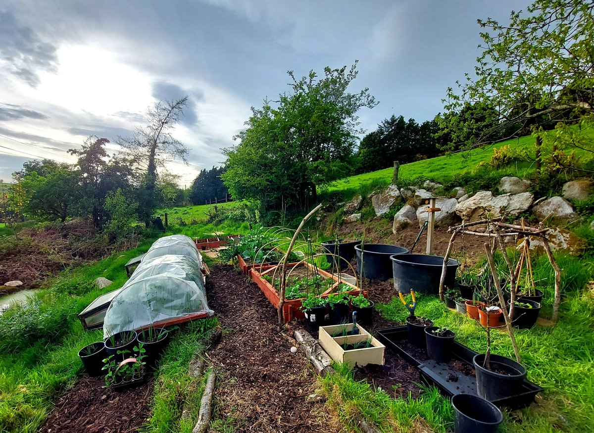 collieennis's tweet photo. Vegetable garden really coming to life now. Lovely, peaceful way to spend a sunny afternoon. 
We need Allotment access for all in Ireland. https://t.co/tcufll5LQ5
