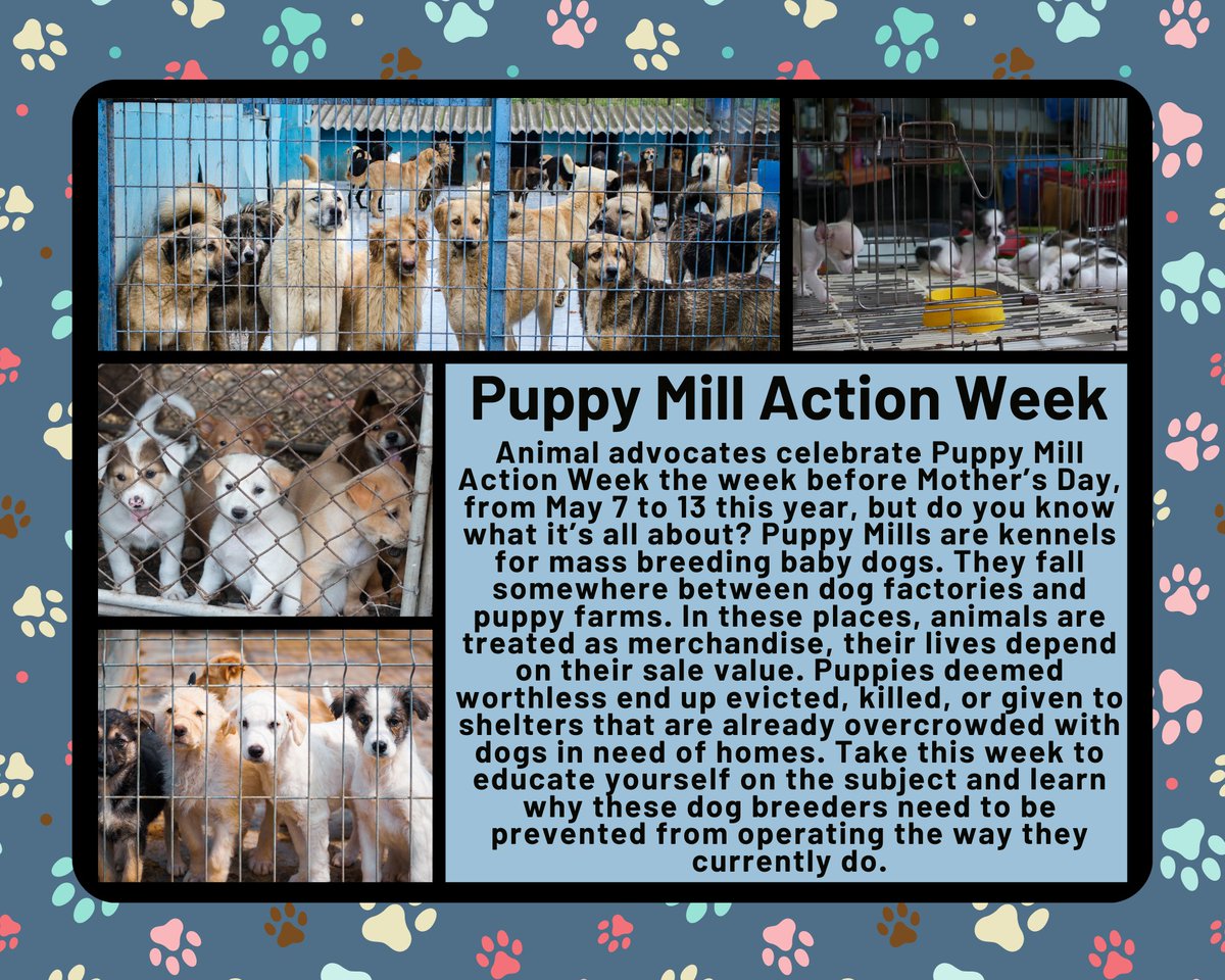 #PuppyMillActionWeek #EndPuppyMills #savethepuppies