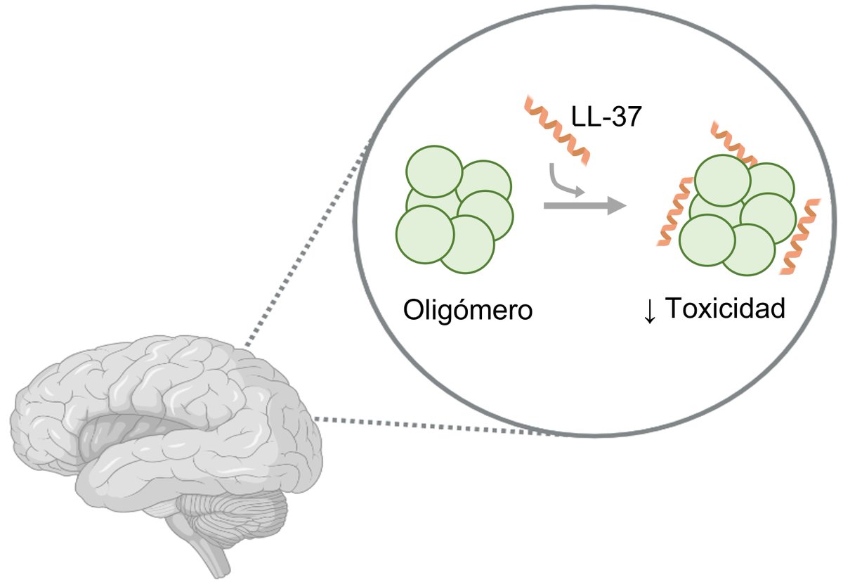 LL-37 es un péptido que presenta esas propiedades que le permiten unirse a los oligómeros, y disminuir su toxicidad💪. Curiosamente, podemos encontrarlo en el interior de nuestro organismo🚹, y su producción aumenta con la ingesta regulada de vitamina D.