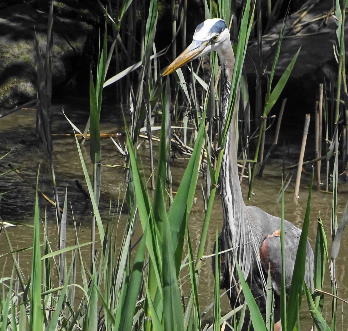 CTHackett's tweet photo. A great blue heron, on the hunt in the Muscotah Marsh. #birds #birdwatching #nature #wilife #birdcpp https://t.co/ftM4aFEQuk