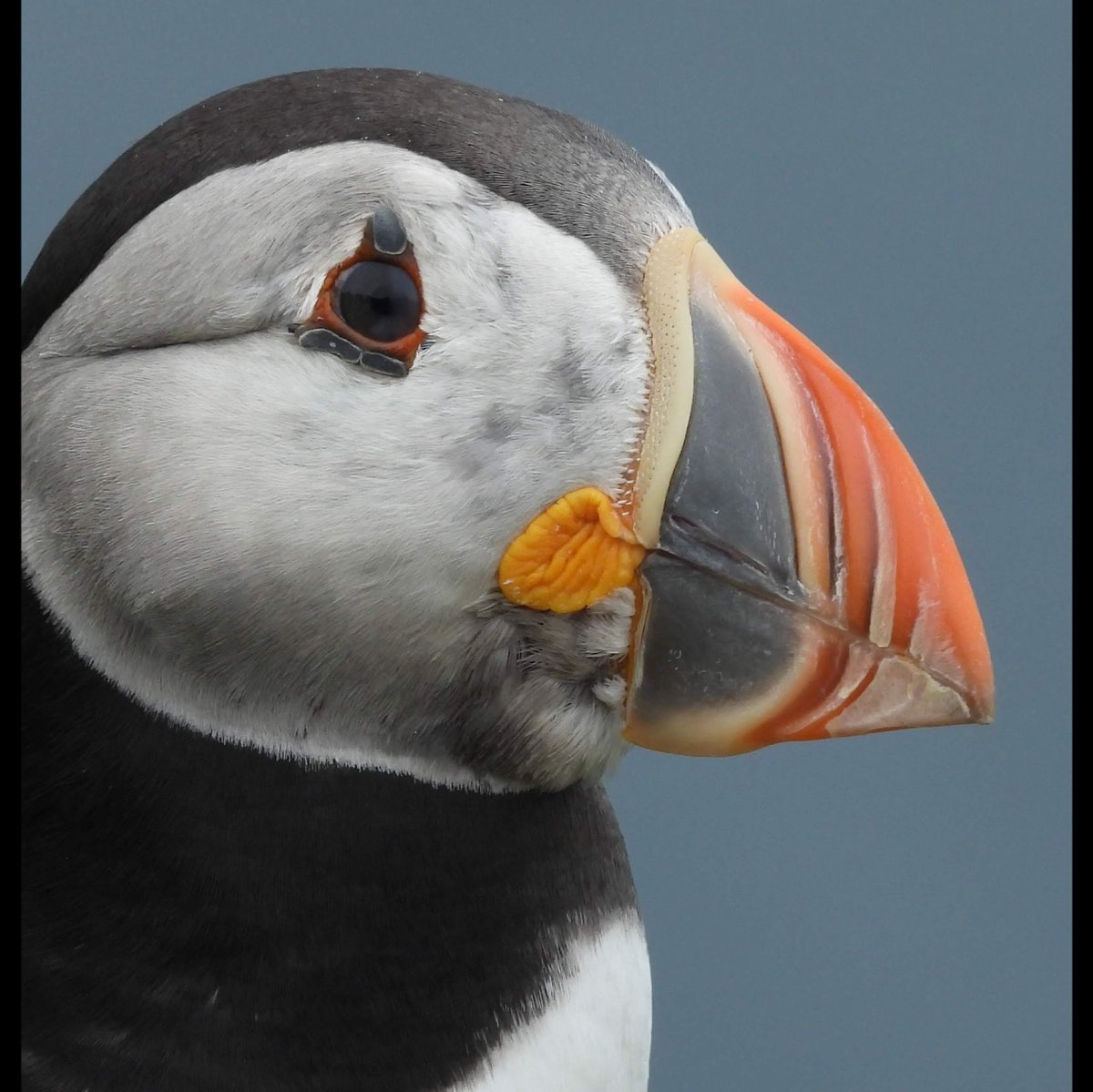 #SuperSeabirdSunday  #Argyll  #TreshnishIsles #VisitMullandIona