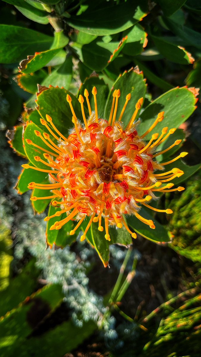 michaelwadapics's tweet photo. One of the beautiful things about Black Spire Outpost is the different types of plants and flowers that grow there. I don’t know the name of this planet but it always catches my eye. 
.
.
#batuu #blackspireoutpost #starwarsgalaxysedge #disneyland #michaelwadaphotography https://t.co/ZFs1jbyq5S