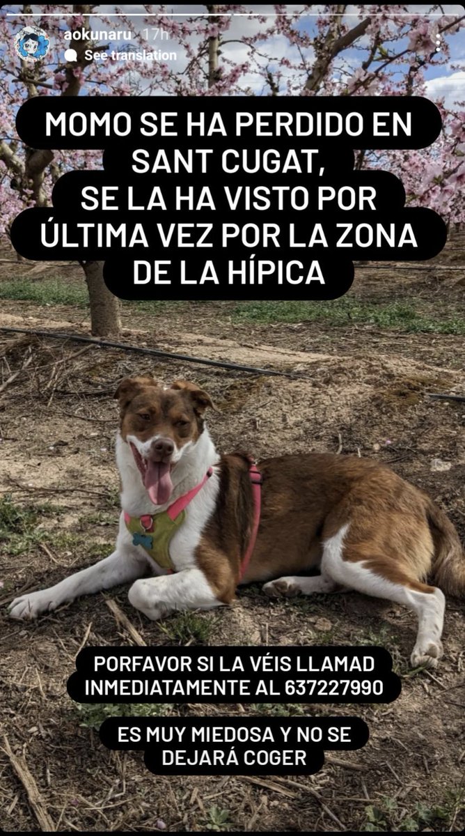 LaiaPrimavera's tweet photo. S'ha perdut aquesta gossa per Sant Cugat del Vallès (vista també per Valldoreix), no coneix la zona. Si la veieu truqueu al telèfon de la foto.

S'agraeix difusió. https://t.co/Nd43ElNoSV