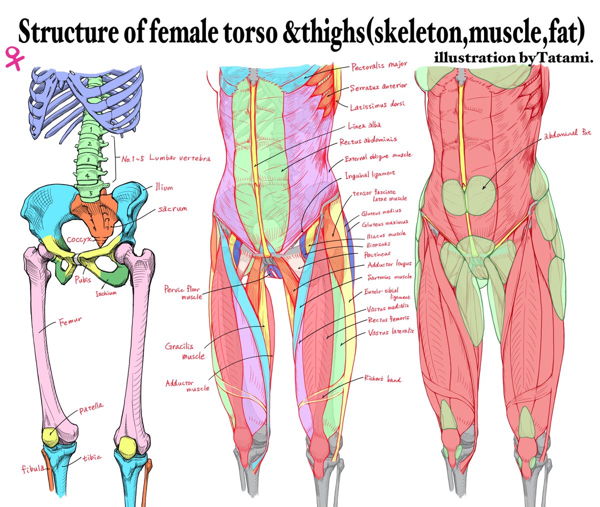 This is some commentary on the English version of art anatomy that I have made in the past. 