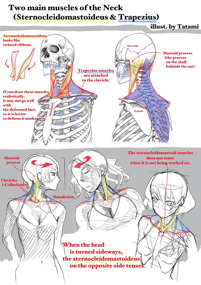 This is some commentary on the English version of art anatomy that I have made in the past. 