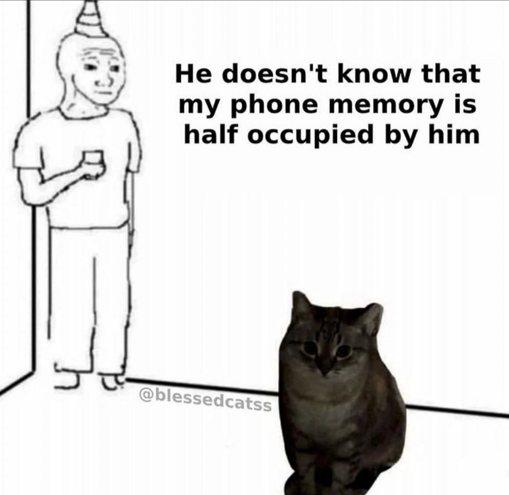 Posts Of Cats (@postsofcats) on Twitter photo 