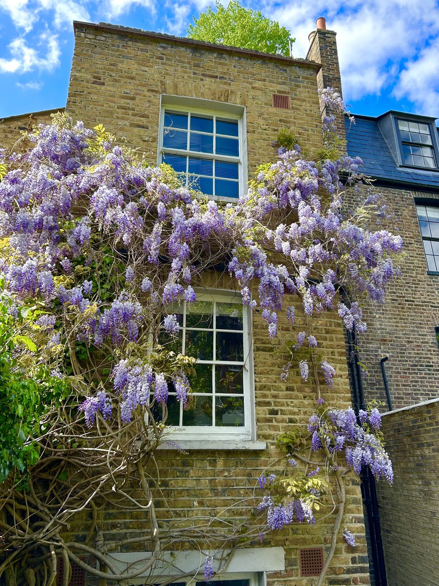 JPZaragoza1's tweet image. The wisteria in the garden in full bloom