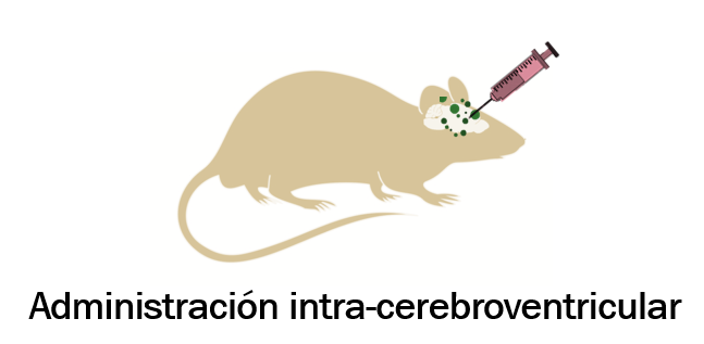 Marinagyun96's tweet photo. También estudiamos distintas rutas de administración de estos análogos para que puedan llegar fácilmente al cerebro, más allá de una inyección normal del fármaco, como por ejemplo:

Intranasal (como un fusfus de la nariz)
Intra-cerebroventricular (directamente dentro del cerebro) https://t.co/f1CCmFPI1I