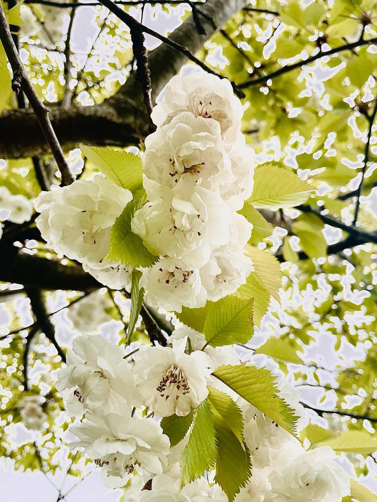 KathrynGrubb's tweet photo. Some beautiful blossom in the garden today! #BlossomWatchComp @nationaltrust https://t.co/kMeNlD4Ndr