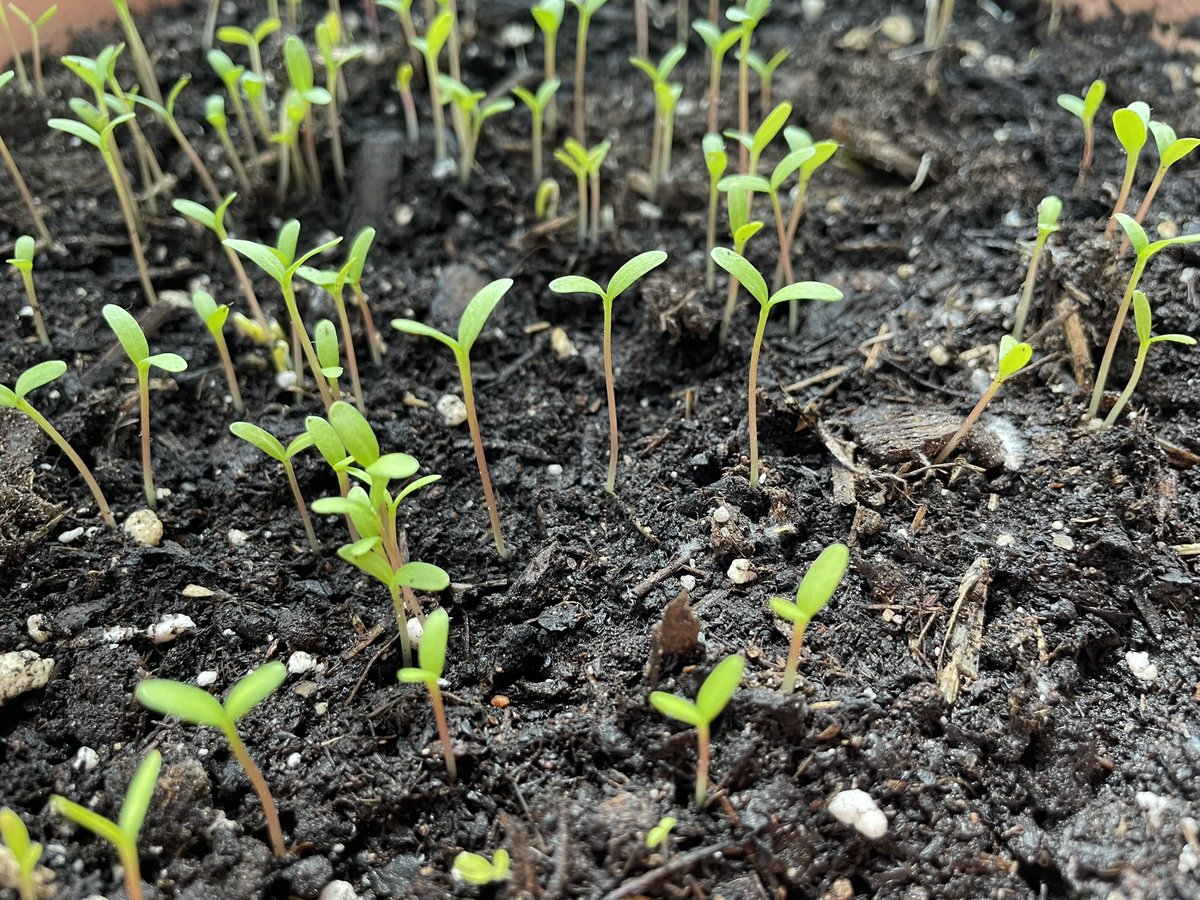 MarKubsch's tweet photo. Something is growing #NARST23 https://t.co/nqfAHDhz2v