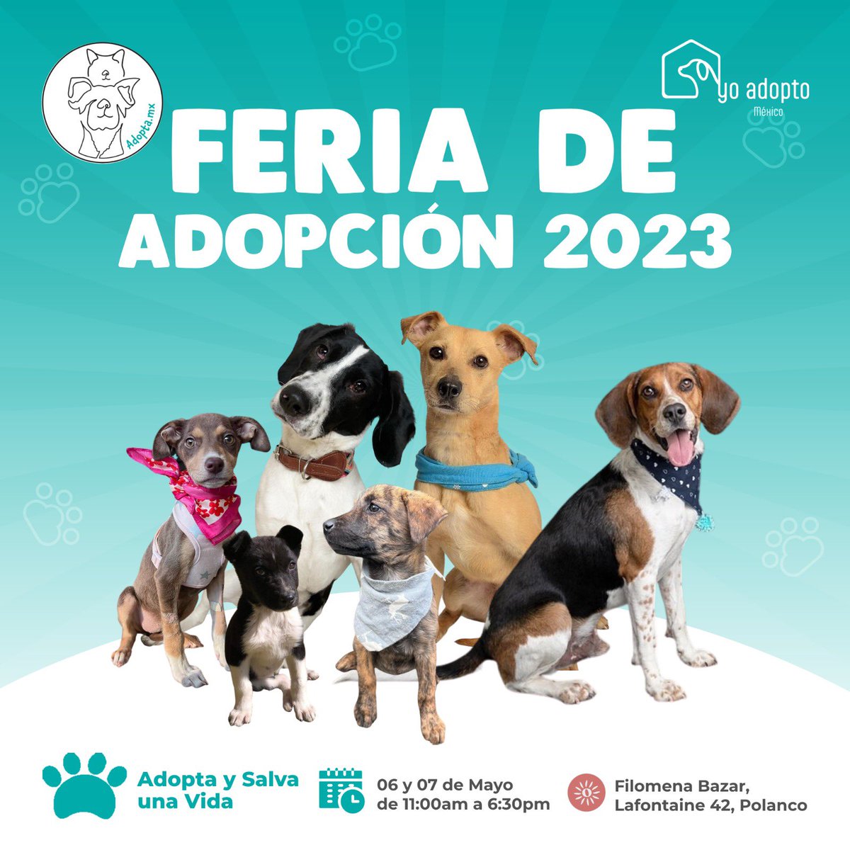 mx_adopta's tweet photo. Te vemos hoy!!! Ven a conocer a tu próximo mejor amigo ♥️♥️ en bazar Filomena. LAFONTAINE 42 Polanco. 
Llevaremos muchos perritos 🐶 
@FundacionToby me ayudas a compartir? https://t.co/VZ9rBbP5uo