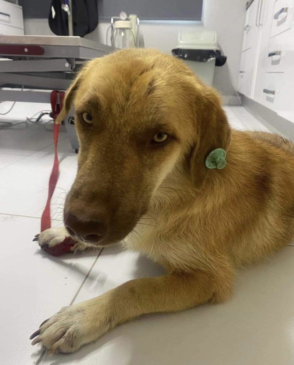 Animal Friends of Turkey (AFOT) (@animal_afot) on Twitter photo Please share…Rescued from the Brink, Alfie is Now Full of Life, Love & Tonnes of Fun rehome-a-rescue-dog.co.uk/rescued-from-t… via <a href="/animal_AFOT/">Animal Friends of Turkey (AFOT)</a> #Adopt #adoptables #RESCUE #Dogsarefamily #RescueDogs #dogs Please share…Rescued from the Brink, Alfie is Now Full of Life, Love & Tonnes of Fun rehome-a-rescue-dog.co.uk/rescued-from-t… via <a href="/animal_AFOT/">Animal Friends of Turkey (AFOT)</a> #Adopt #adoptables #RESCUE #Dogsarefamily #RescueDogs #dogs