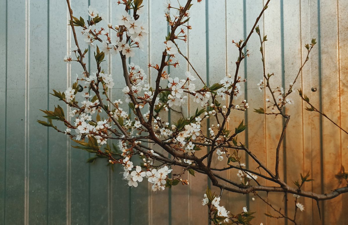 pitt_rina's tweet photo. #Spring #photo https://t.co/nrIJvnsQHJ