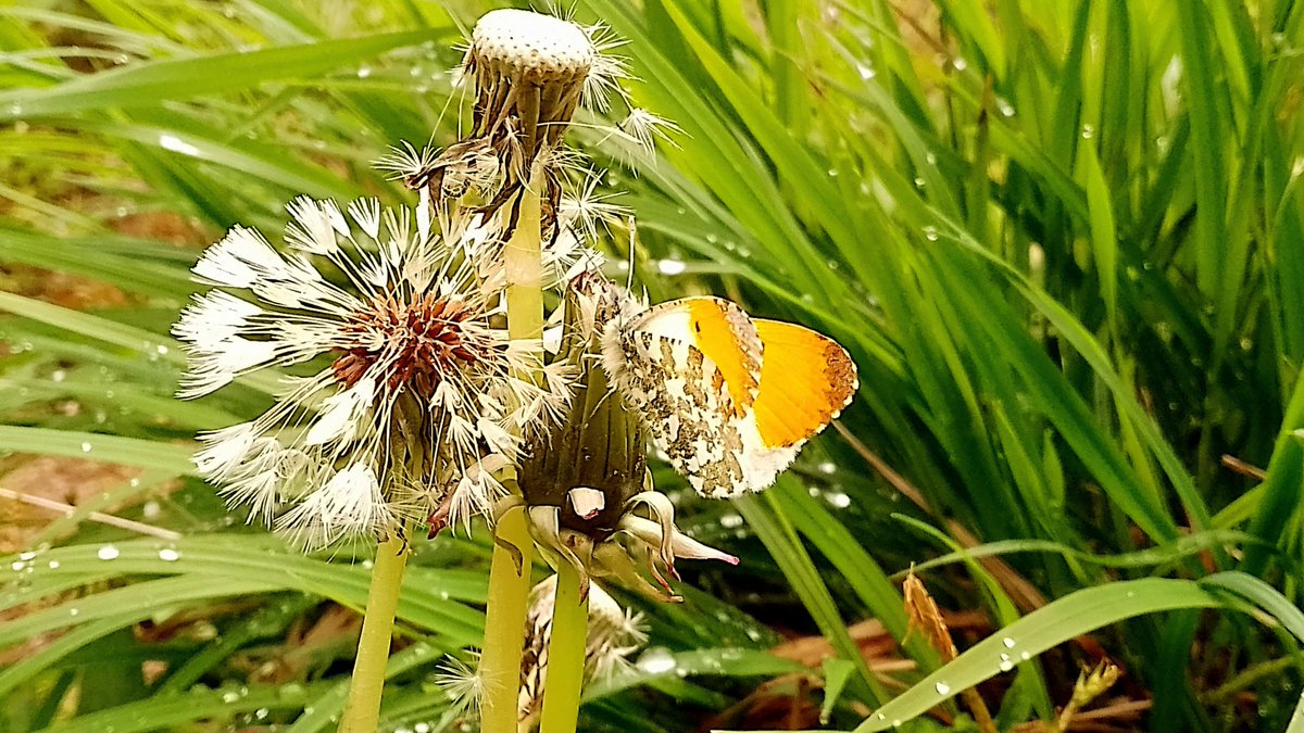 s4r4h_l's tweet image. It's a #butterfly day! 🤩😍🎉🦋 Lots of #orangetips enjoying #GaitBarrows but sadly the Duke didn't honour me with his presence. Lots of other delights though and a great excuse to visit again. 😁 @Arnside_AONB @ntarnsidesilver @BC_Lancs