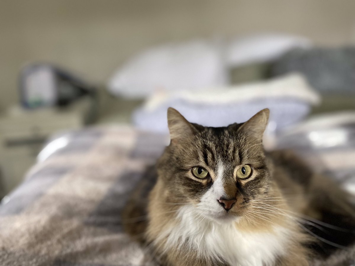 taelcat's tweet photo. Loki is trending.  Here is my Little Loki.  Sweetest cat in the multiverse. https://t.co/wPs7zkuu98
