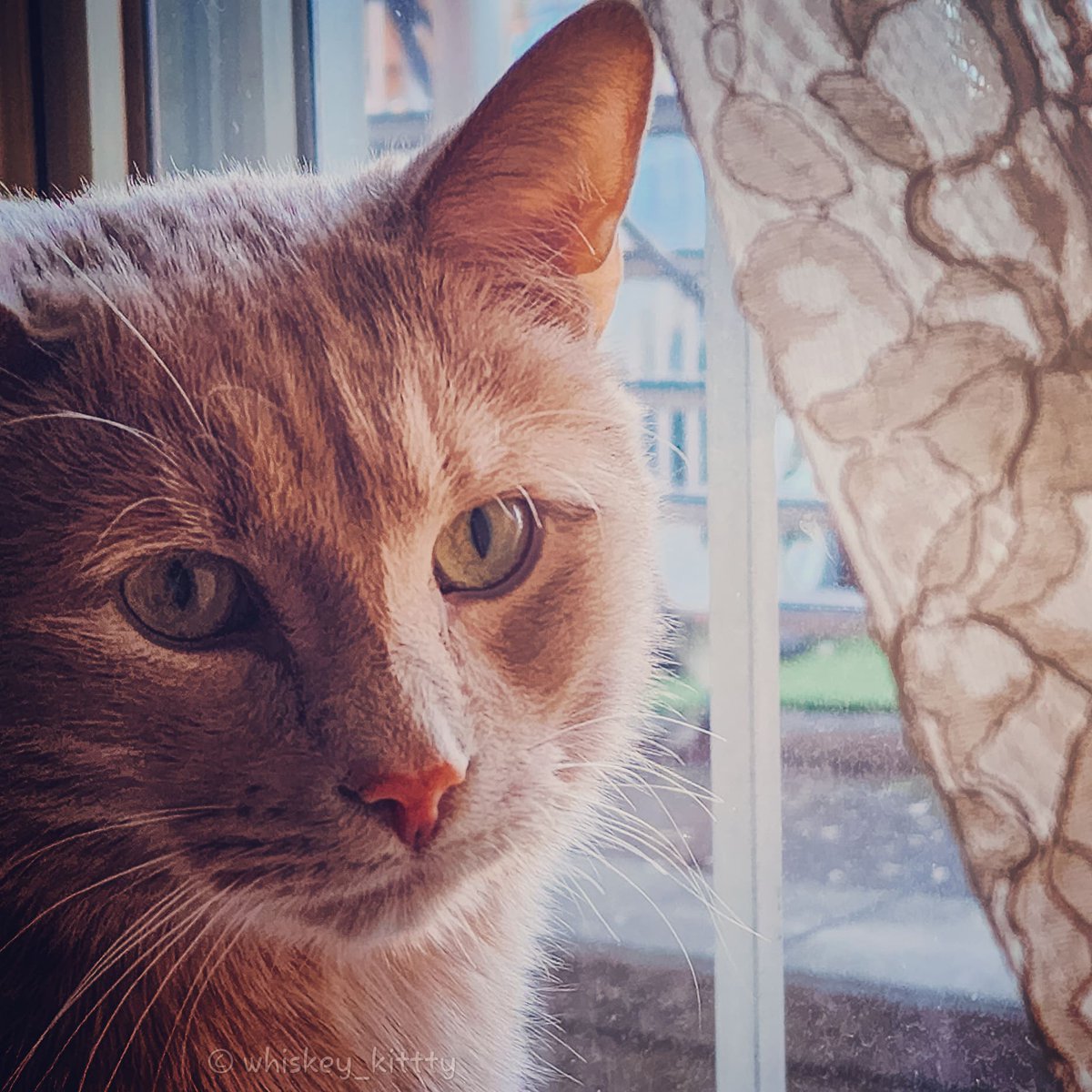 Happy Sunday 🧡

#CatsofTwittter #CatsOnTwitter #catsofinstagram #Cat #HappySunday