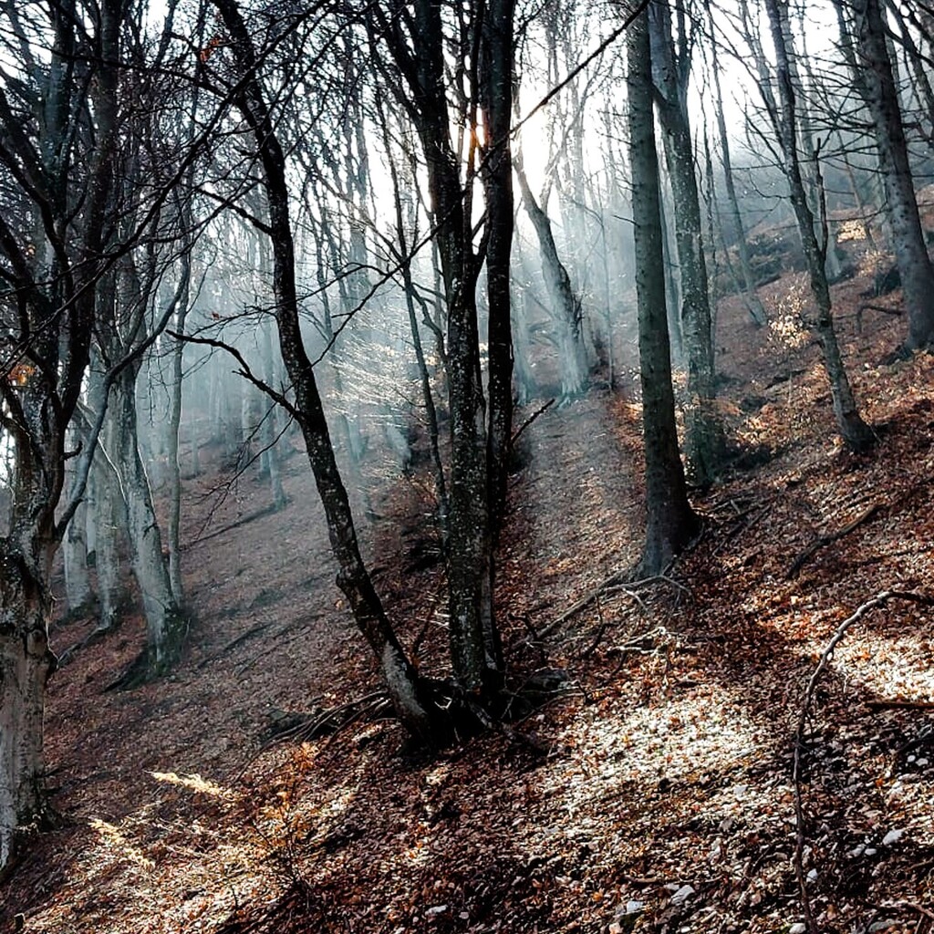 LPCNC's tweet photo. BACK IN THE WOOD ... 

#hiking #walkingwiththedog #montebaldo #italy #lightandshadow #nature #nofilters #martvisualdesign https://t.co/PvuInsOx3A https://t.co/CGQlSm2l6F