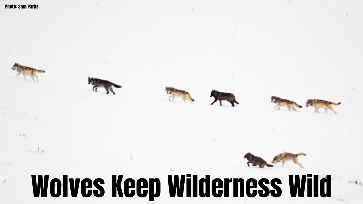 WildernessWatch's tweet photo. RT if you agree....

Nothing symbolizes #Wilderness quite like #wolves! https://t.co/xr8XrFhOUm