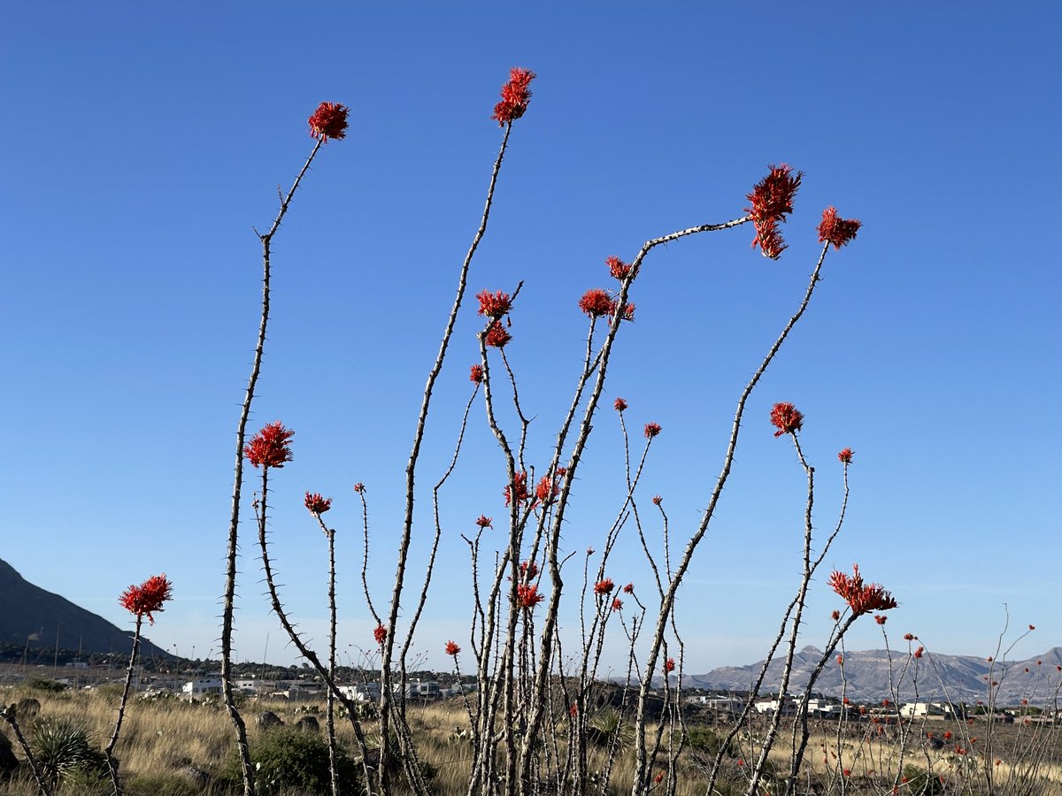 David Novick tweet media