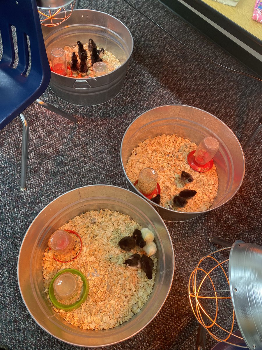 We’ve had a number of questions about the chicks that hatched in first grade. We are happy to report all chicks are doing just fine.