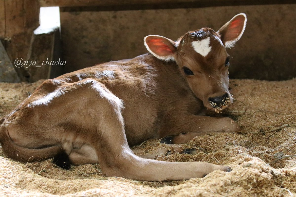 nya_chacha's tweet image. モネコ🐮💕

#ジャージー　#牛
#埼玉県こども動物自然公園